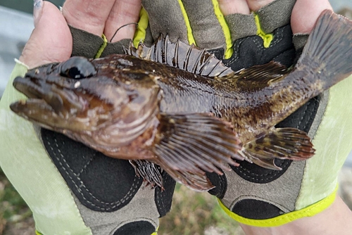 タケノコメバルの釣果