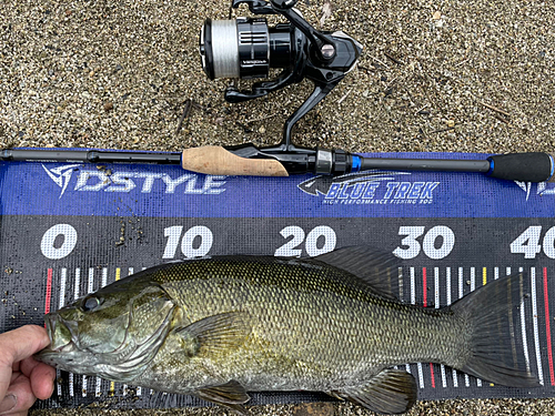 スモールマウスバスの釣果