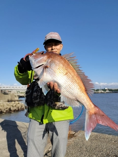 マダイの釣果