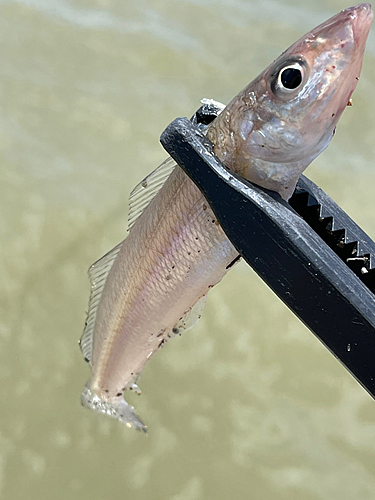 キスの釣果