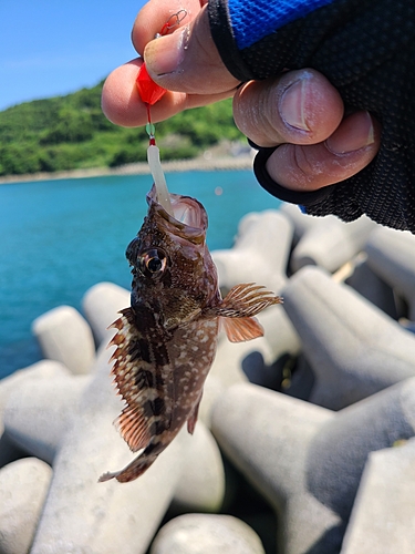 カサゴの釣果