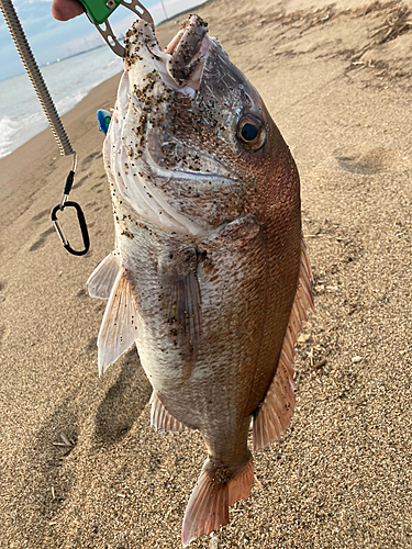 タイの釣果