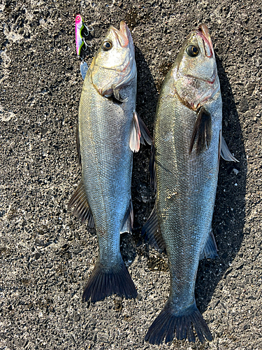 シーバスの釣果