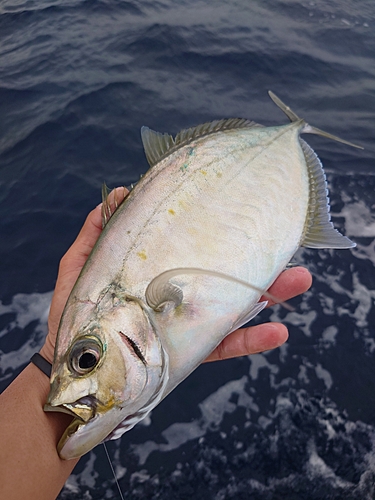 インドカイワリの釣果