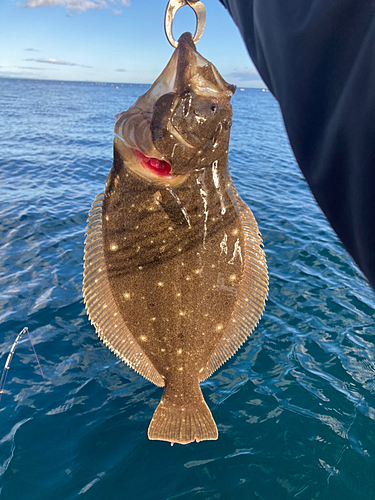 ヒラメの釣果