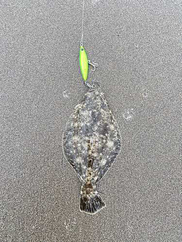 ヒラメの釣果