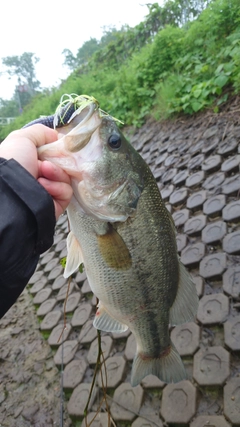 ブラックバスの釣果