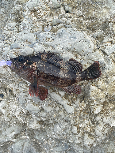 ムラソイの釣果