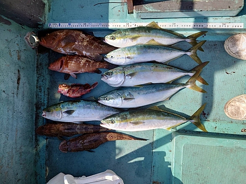 アコウの釣果