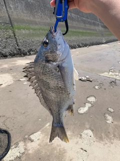 キビレの釣果