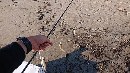 シロギスの釣果