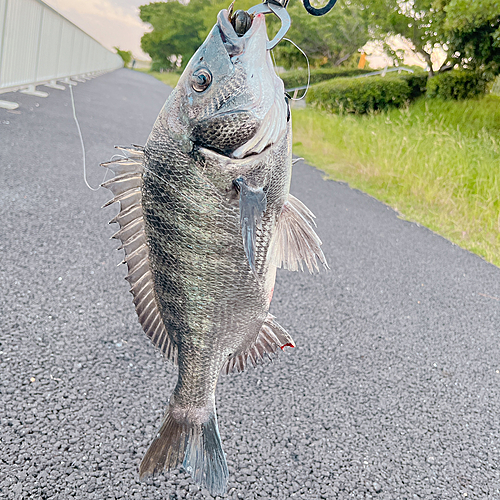 クロダイの釣果