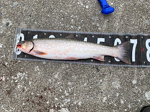 アメマスの釣果