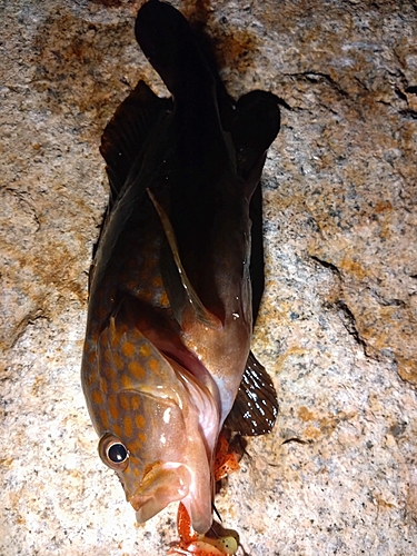 アコウの釣果