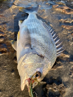 キビレの釣果