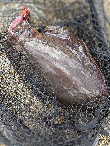 モンゴウイカの釣果