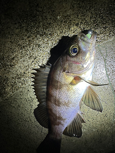 メバルの釣果