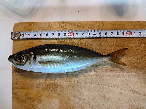 アジの釣果