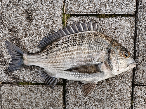 クロダイの釣果