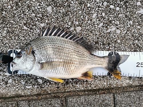 キビレの釣果