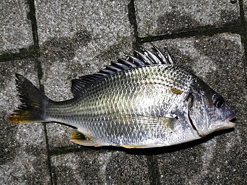 キビレの釣果