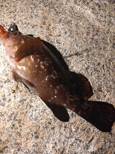 アコウの釣果