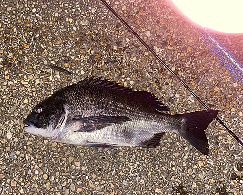 クロダイの釣果