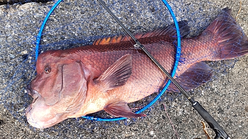 コブダイの釣果