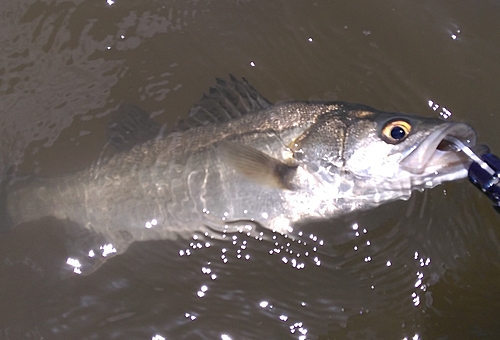 シーバスの釣果