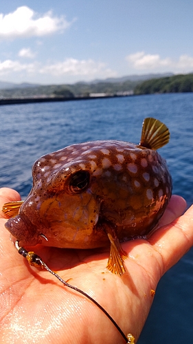 ハコフグの釣果