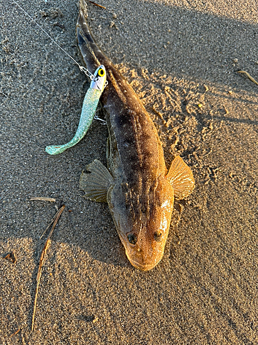 マゴチの釣果