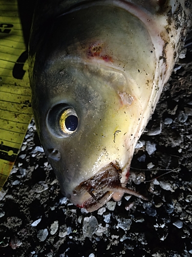 コイの釣果