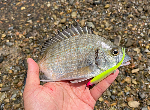 ミナミクロダイの釣果