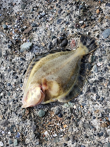 マツカワの釣果