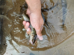 アユの釣果