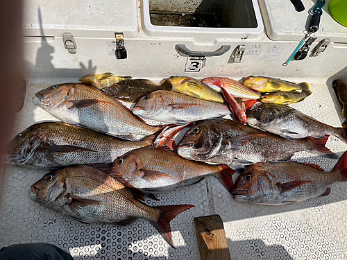 タイの釣果