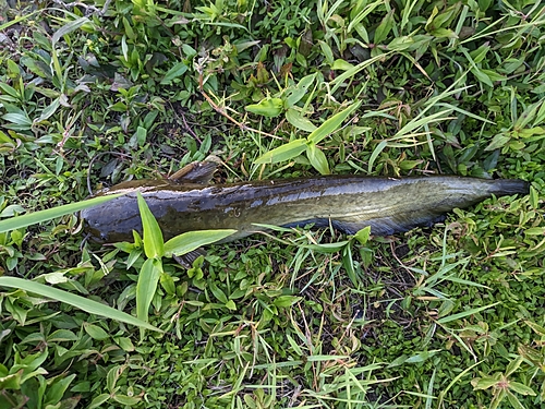 ナマズの釣果