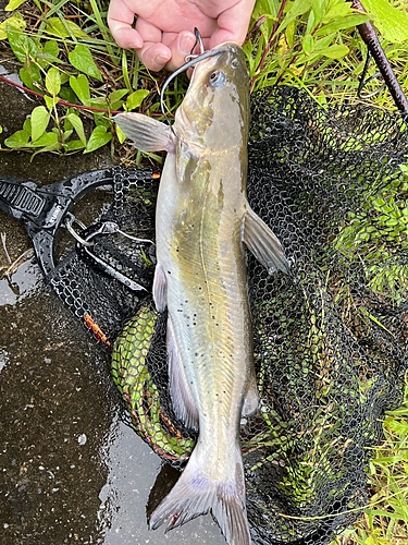 アメリカナマズの釣果