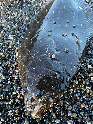 ソゲの釣果