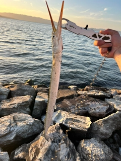 ダツの釣果