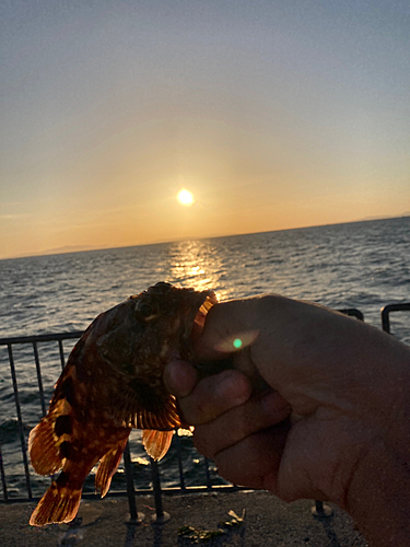 カサゴの釣果