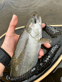 サクラマスの釣果