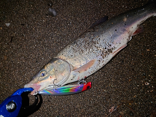 ウグイの釣果