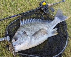 キビレの釣果