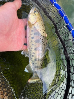 ヤマメの釣果
