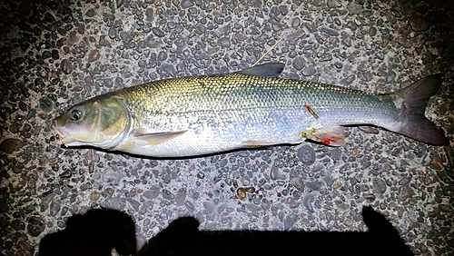 マルタウグイの釣果