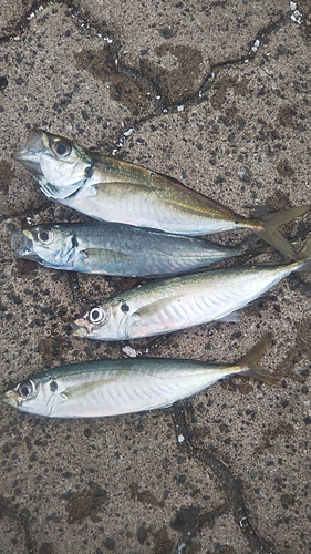 アジの釣果