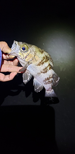 メバルの釣果