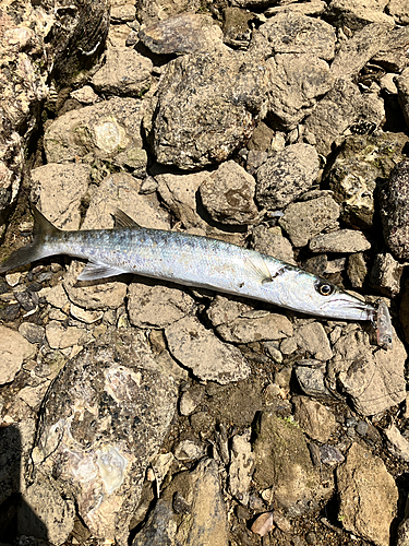 カマスの釣果