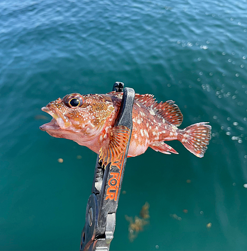 カサゴの釣果